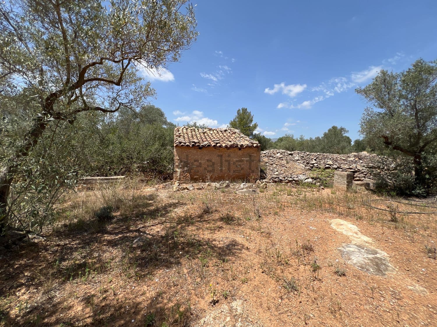 Caseta de piedra entre olivos en la finca