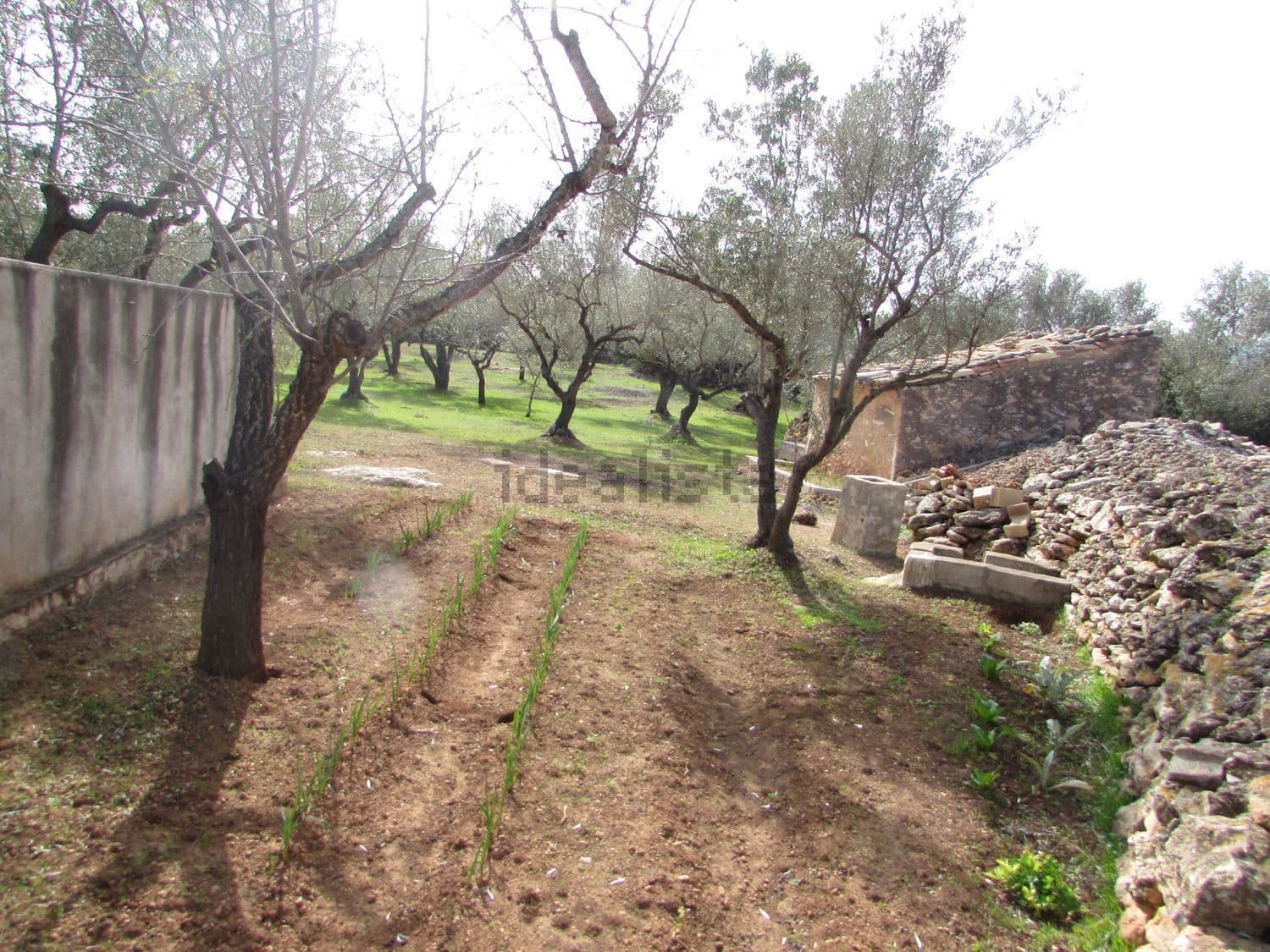 Huerto junto a un muro y a la caseta, entre olivos