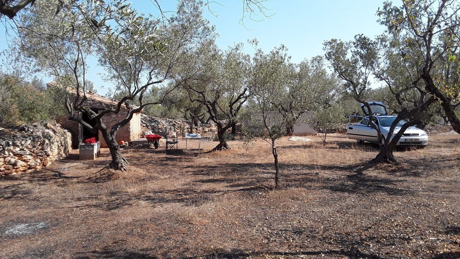 Explanada de la finca con olivos y la caseta al fondo