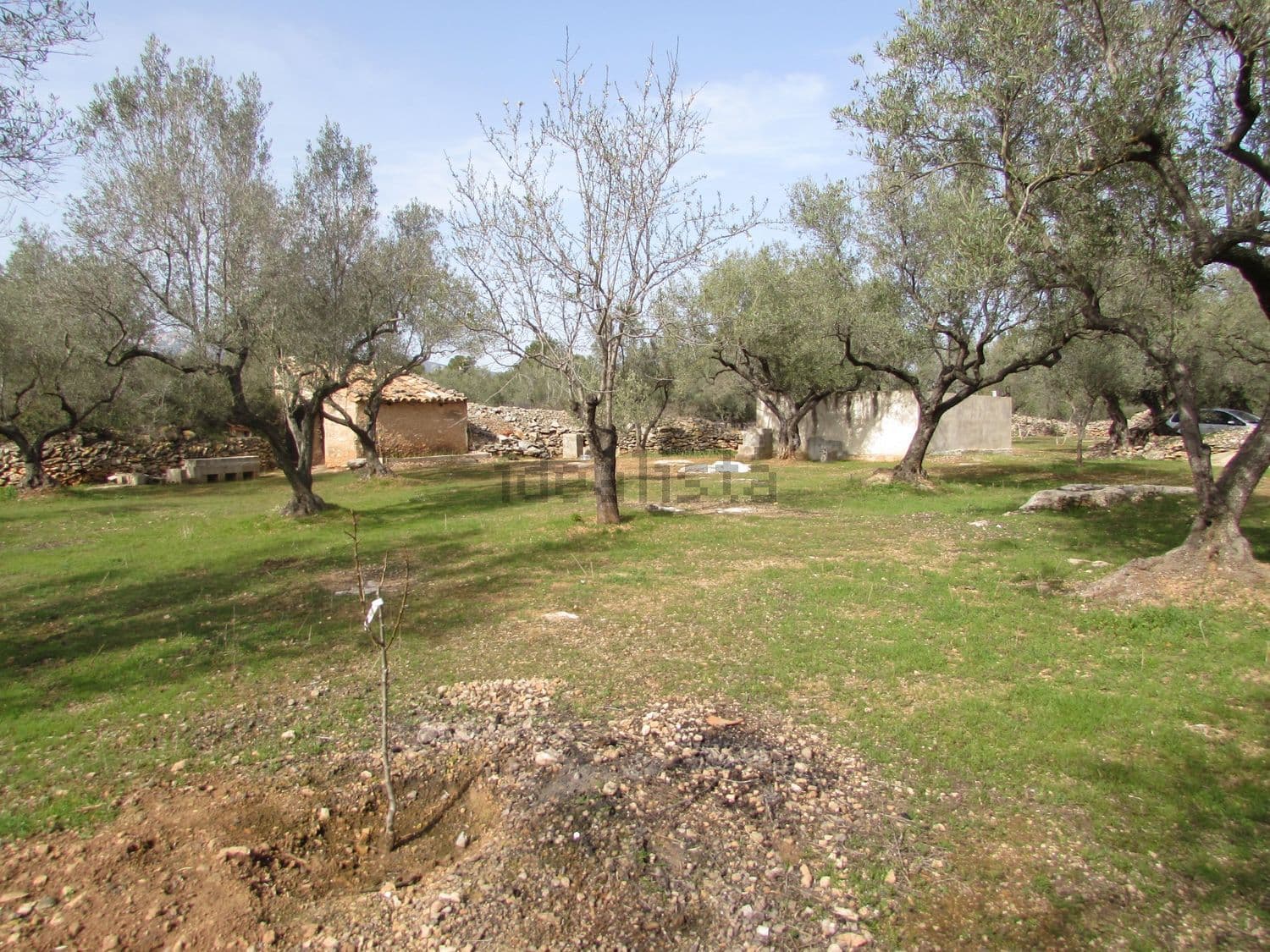 Olivar con la caseta al fondo