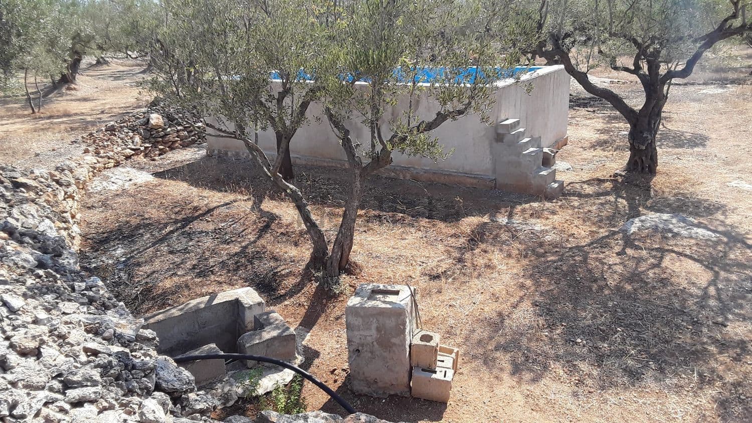 Balsa de obra entre olivos, junto a un muro de piedra