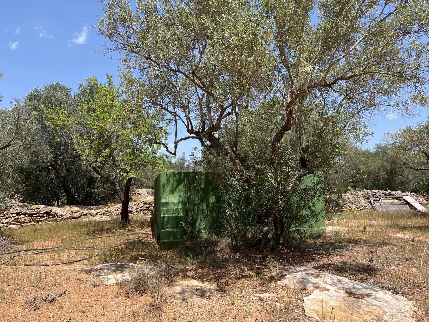 Olivo junto a un contenedor verde en la finca