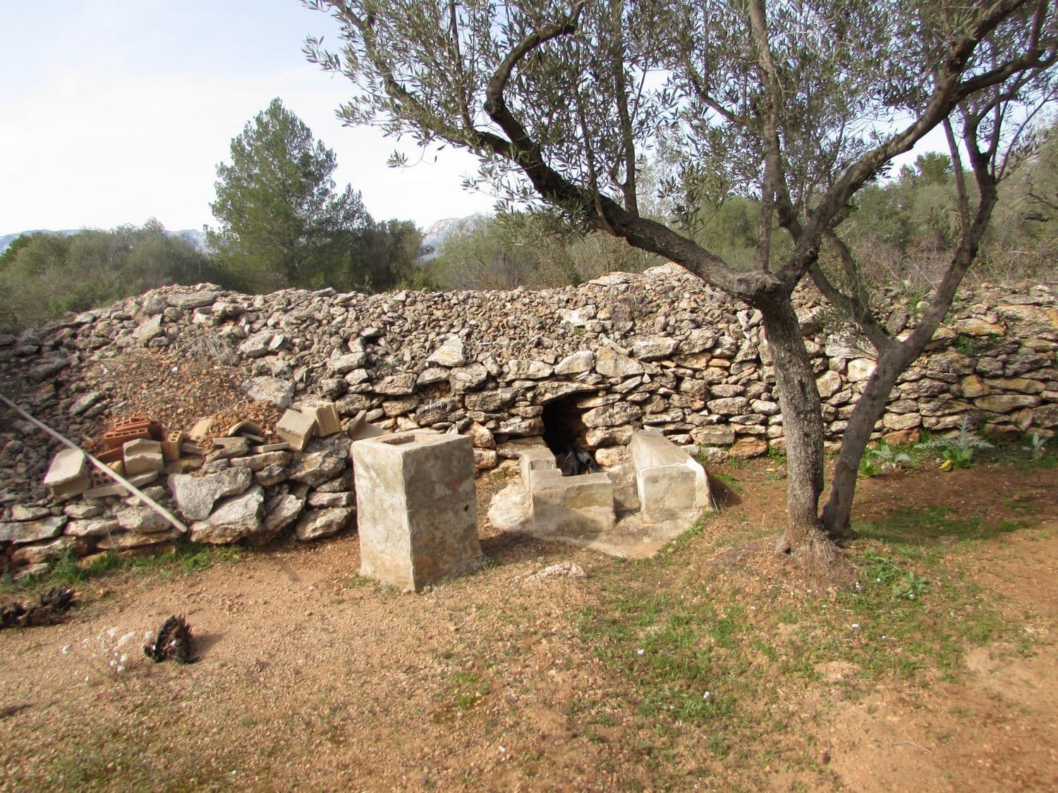 Muro de piedra seca con una pequeña construcción de obra al pie de un olivo