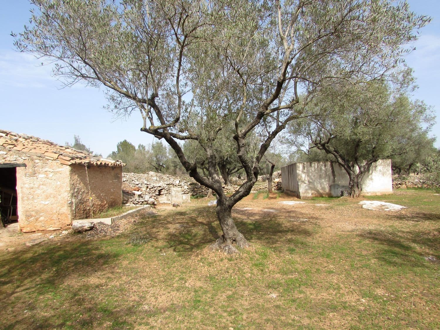 Caseta de piedra y balsa entre olivos