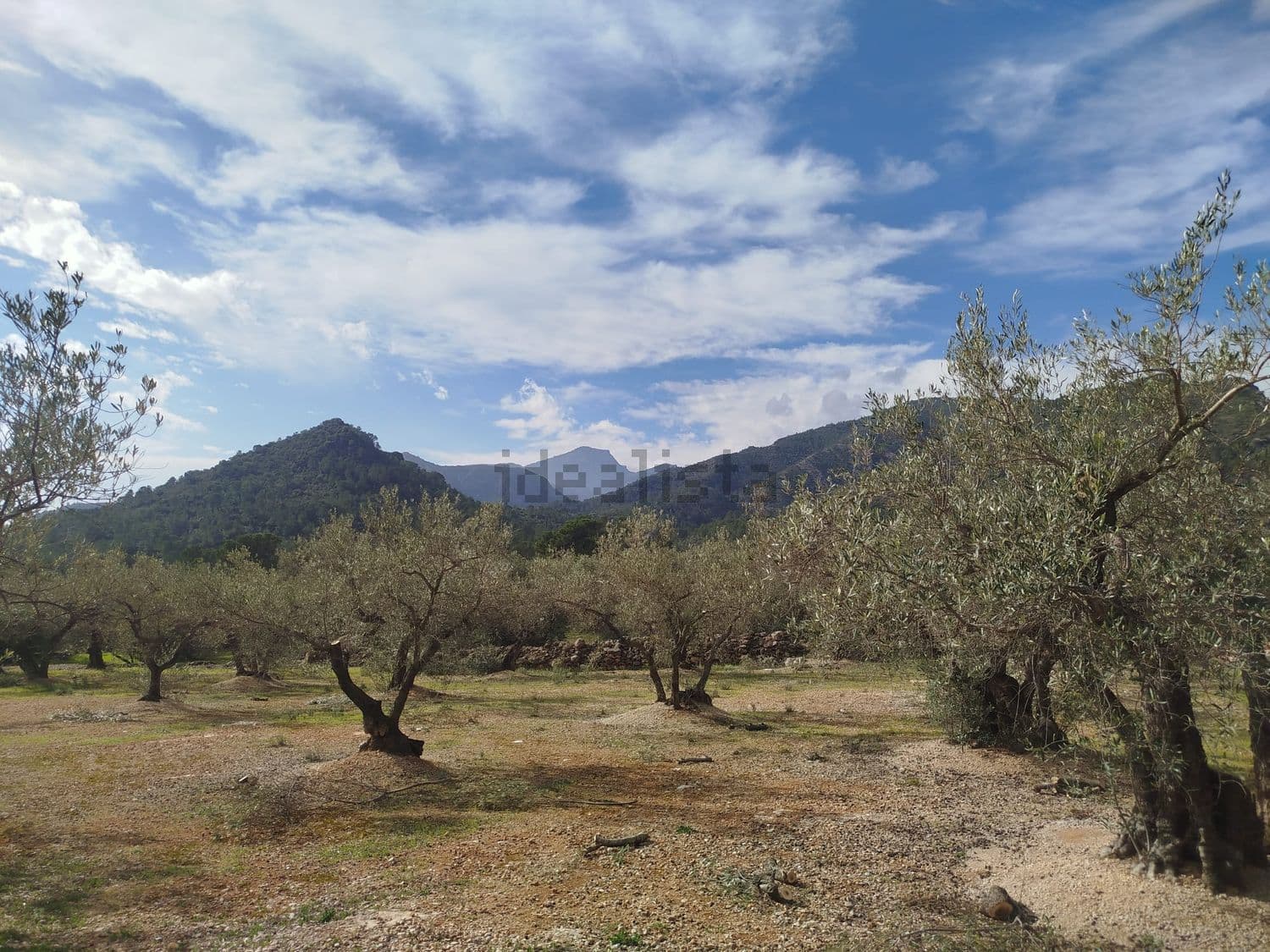 Olivar con montañas al fondo bajo un cielo con nubes