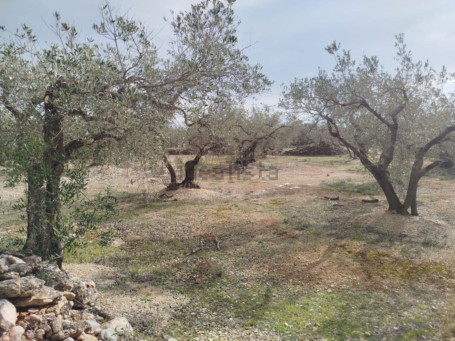 Olivos sobre terreno pedregoso