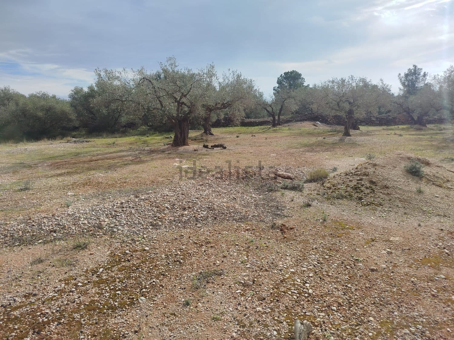 Terreno llano con piedras y olivos al fondo