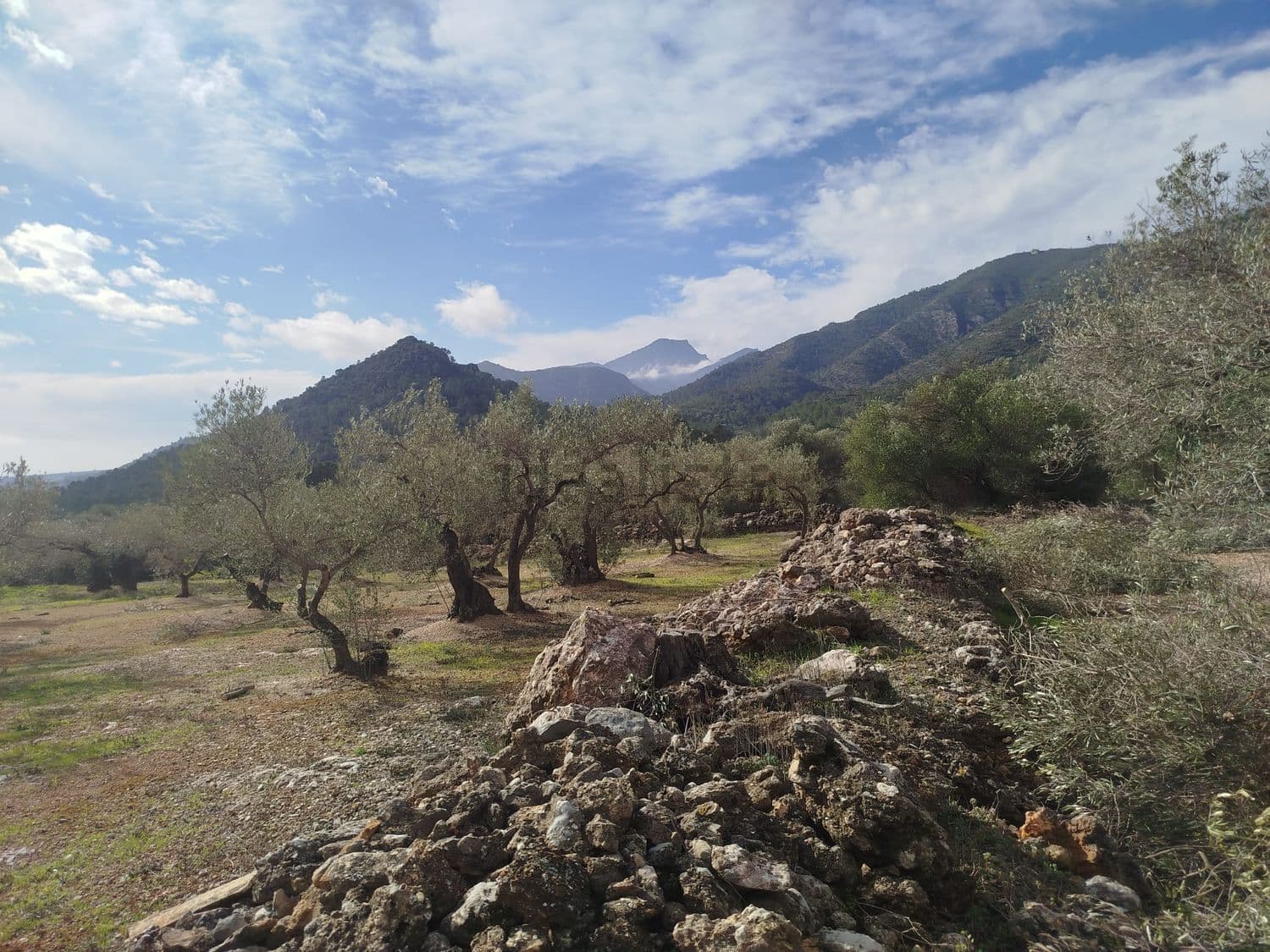 Montón de piedras entre olivos con montañas al fondo