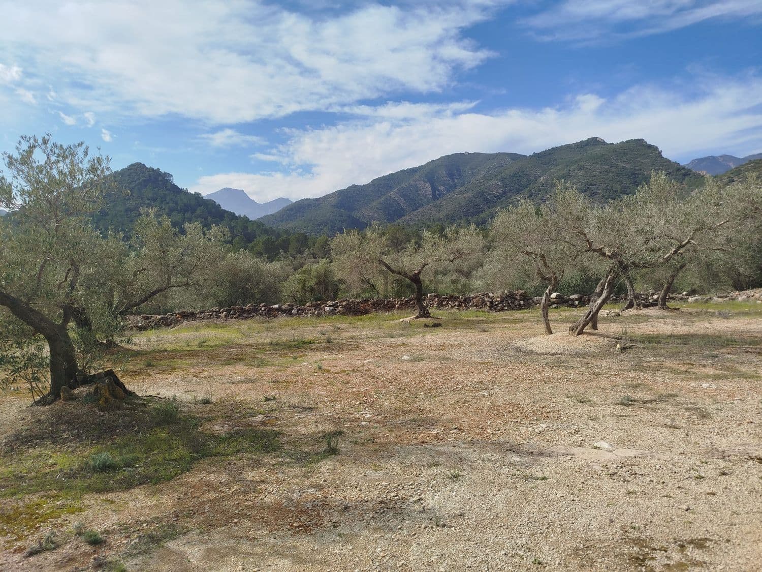 Olivar con vistas a la sierra