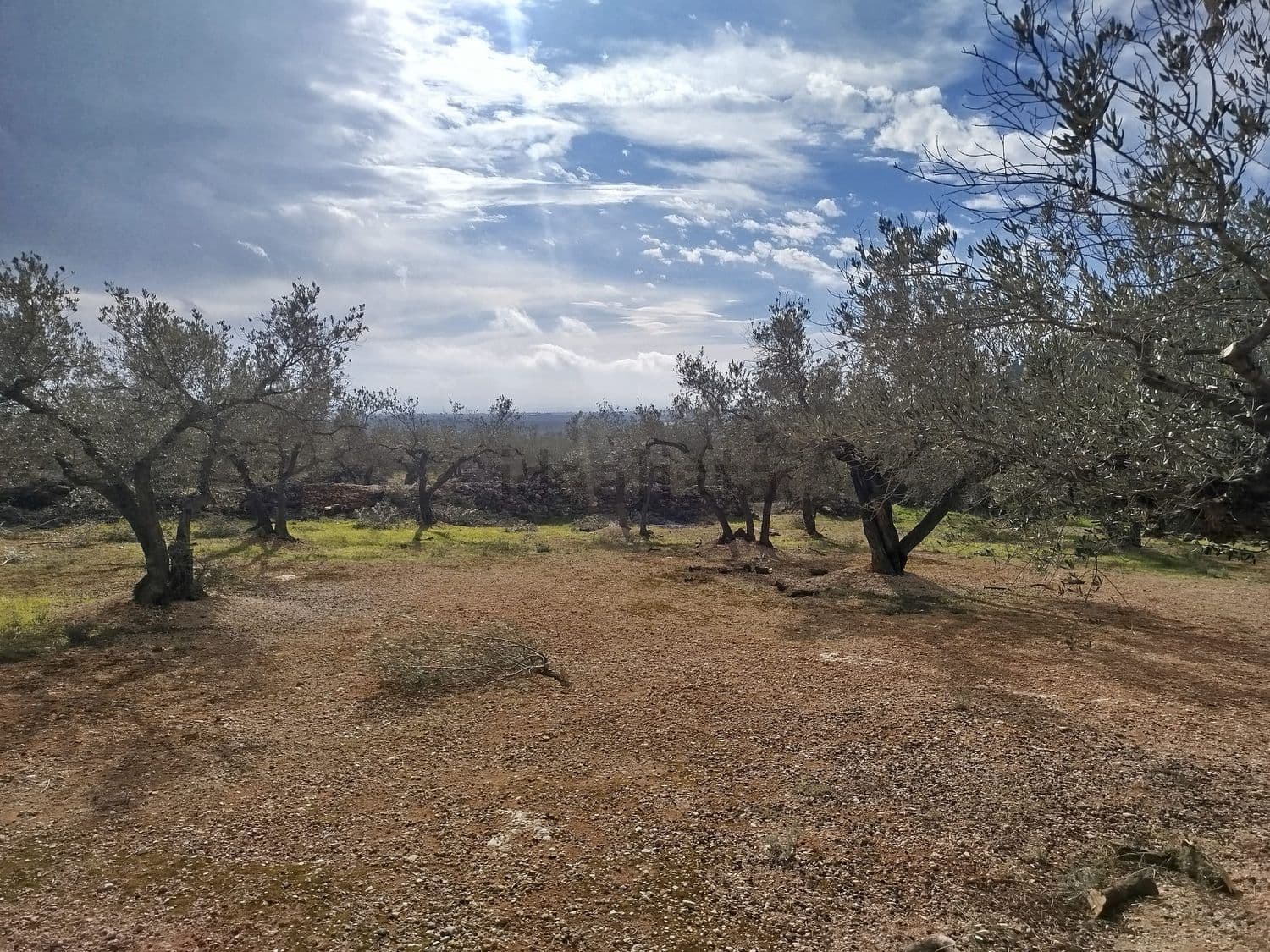 Claro entre olivos en el terreno