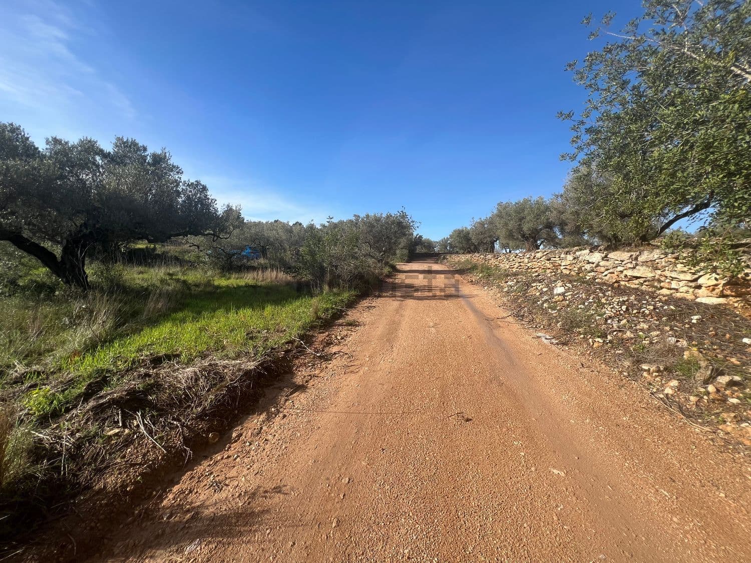 Camino de tierra de acceso entre olivos