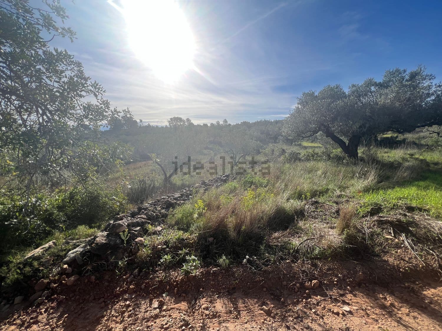 Vegetación de monte bajo junto al camino