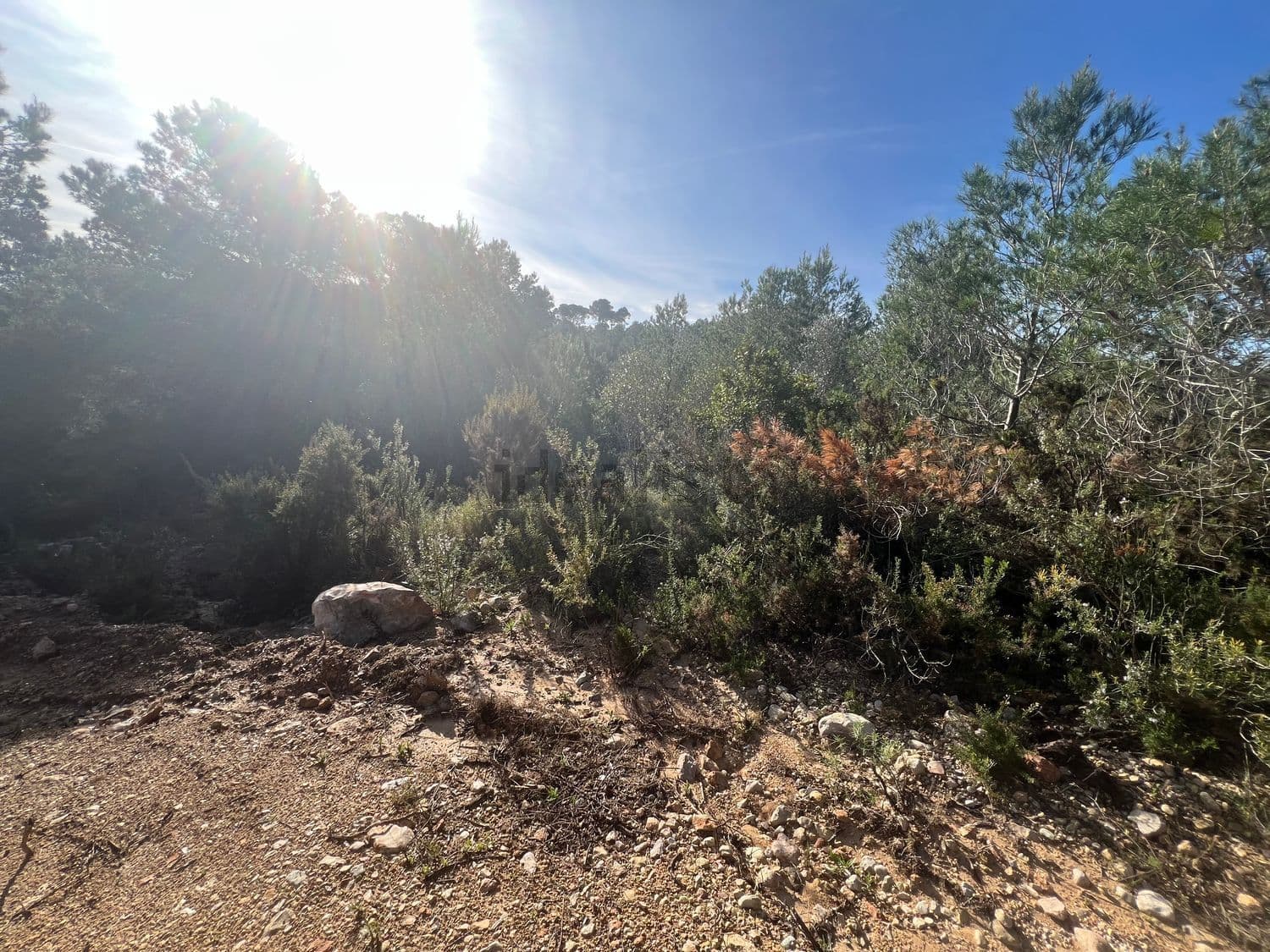 Pinos y matorral al borde del camino