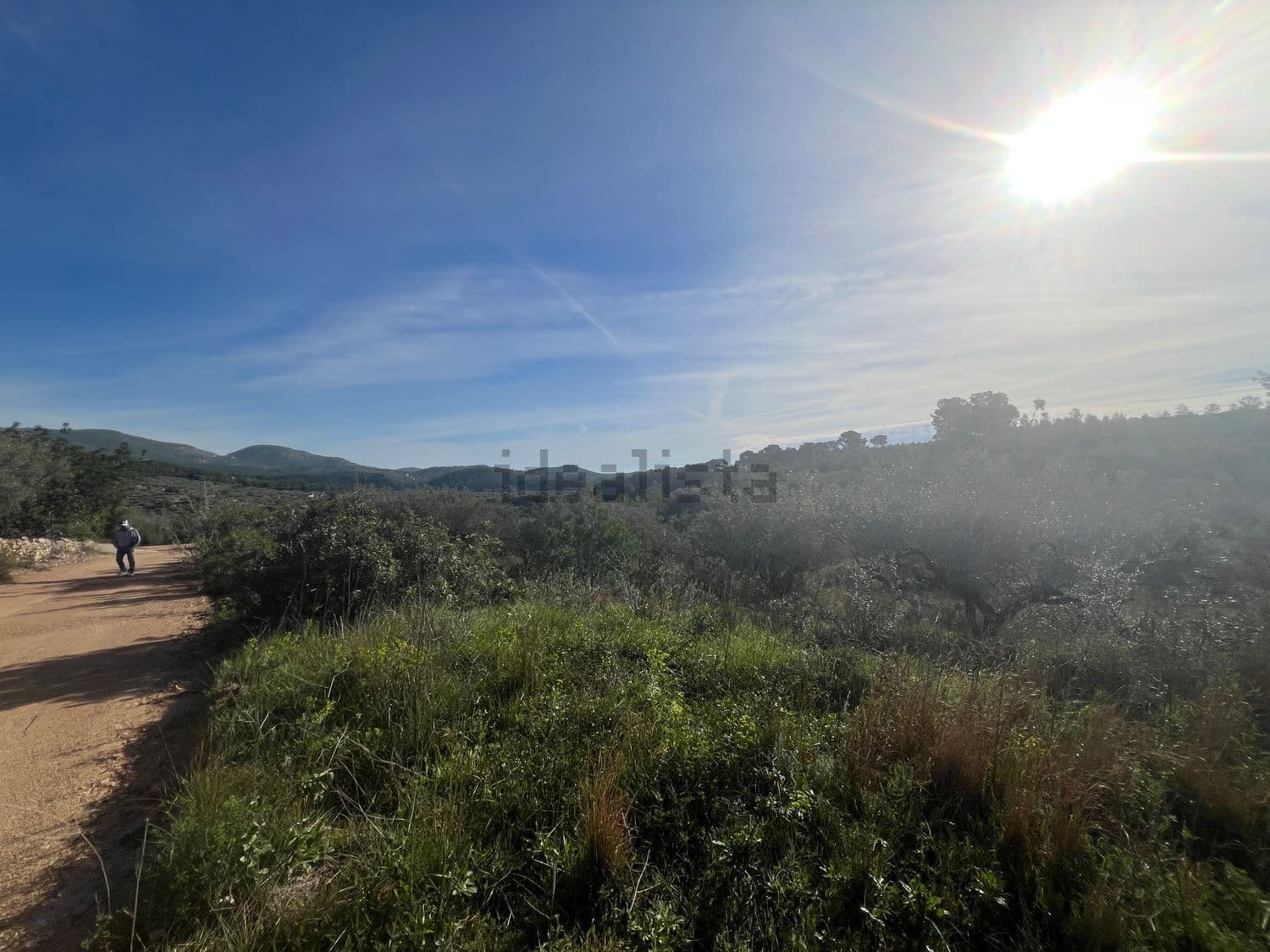 Camino de tierra que atraviesa la vegetación