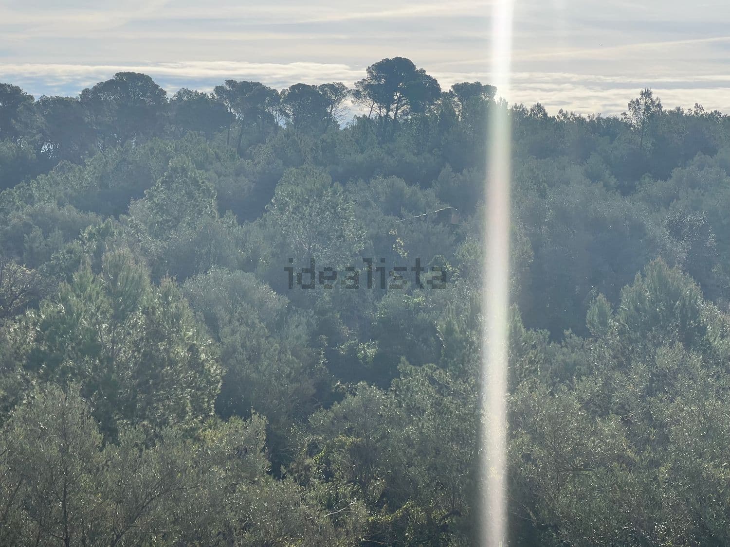 Pinar denso visto desde lo alto