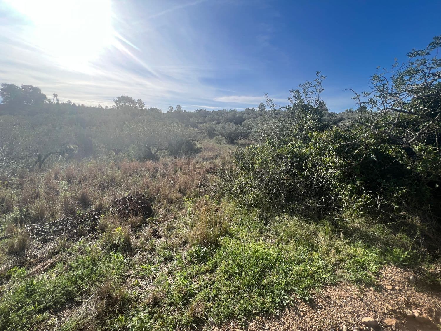 Monte bajo con arbustos y hierba