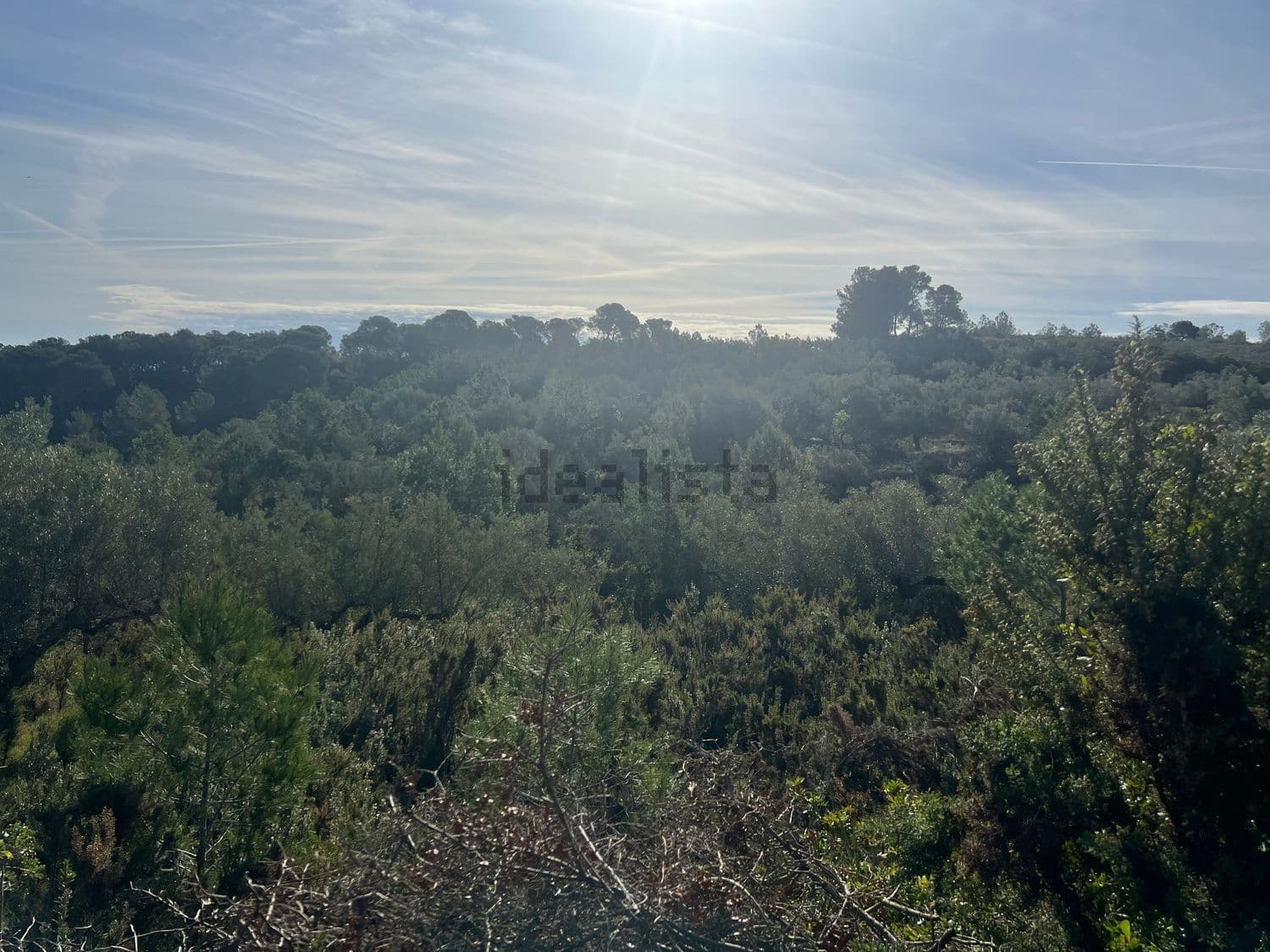 Extensión de pinar y monte bajo