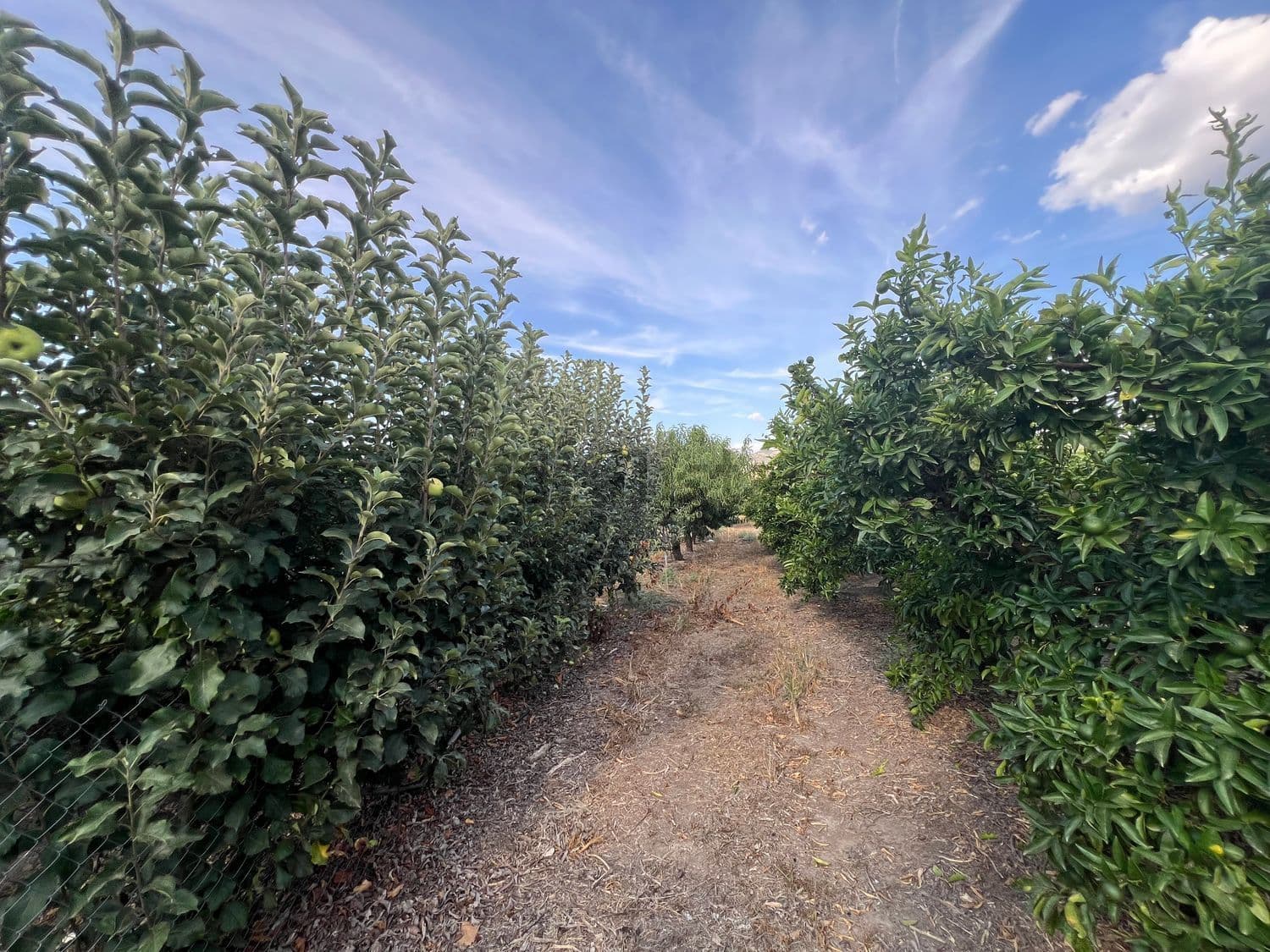 Camino entre hileras de árboles frutales