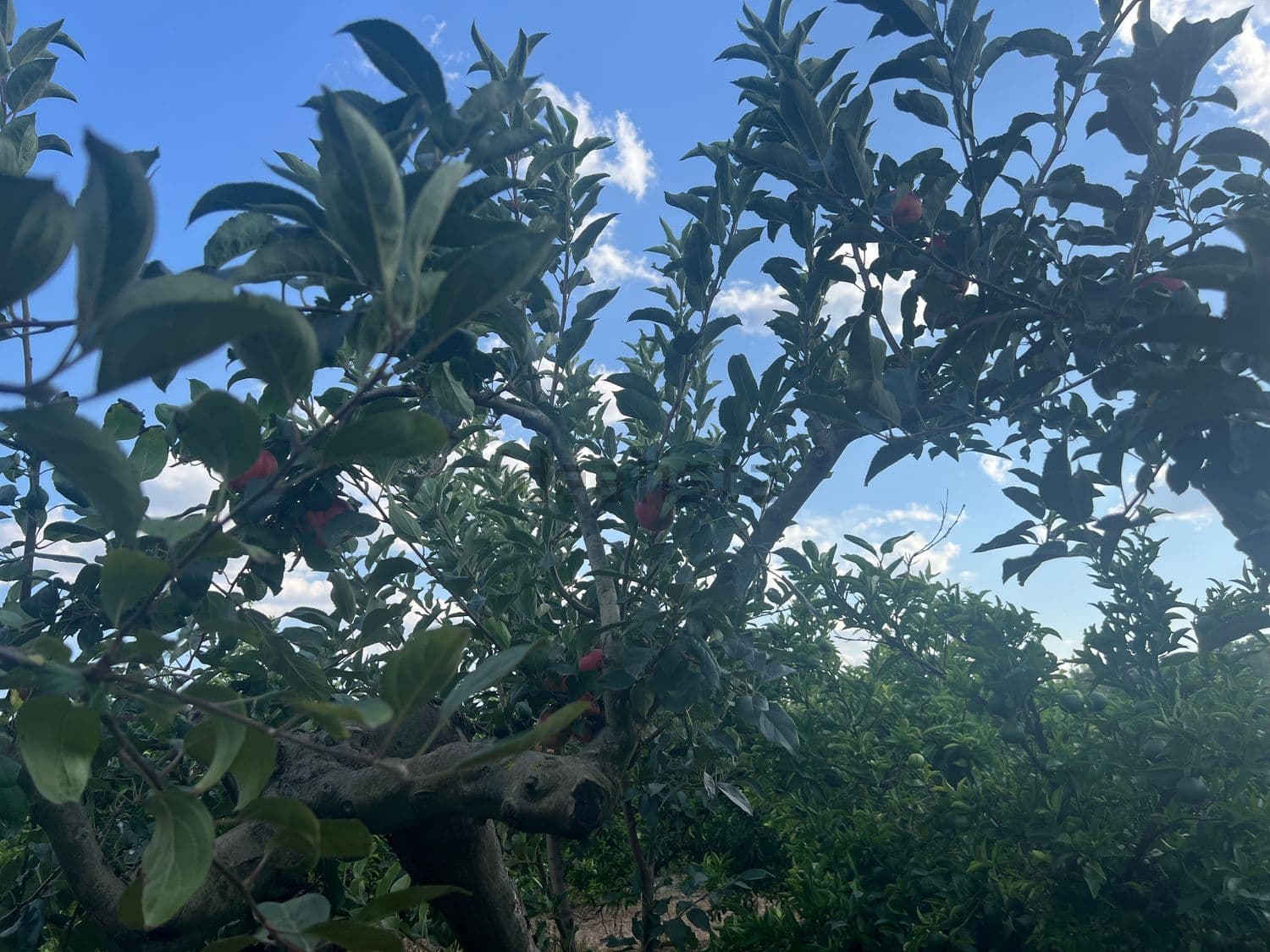 Árbol frutal frondoso