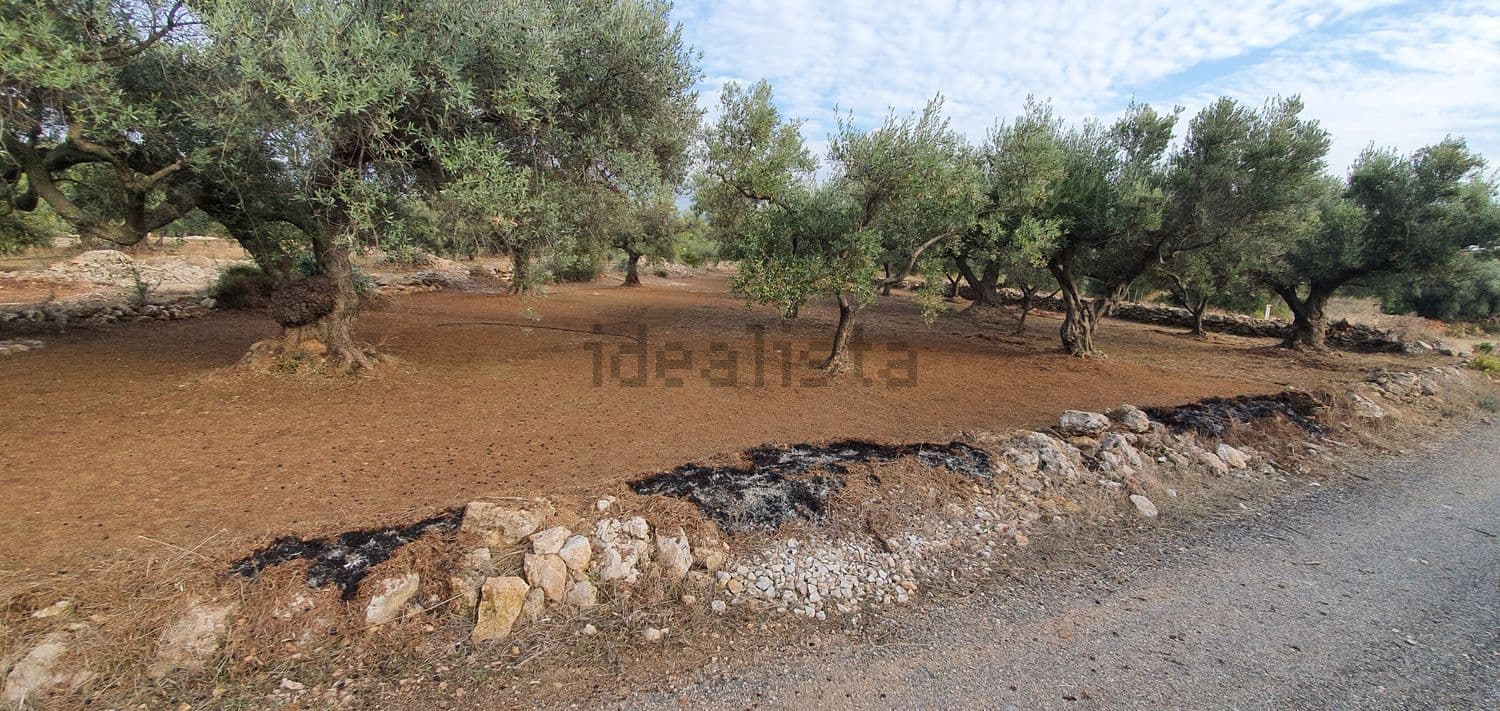 Olivar junto al camino de acceso