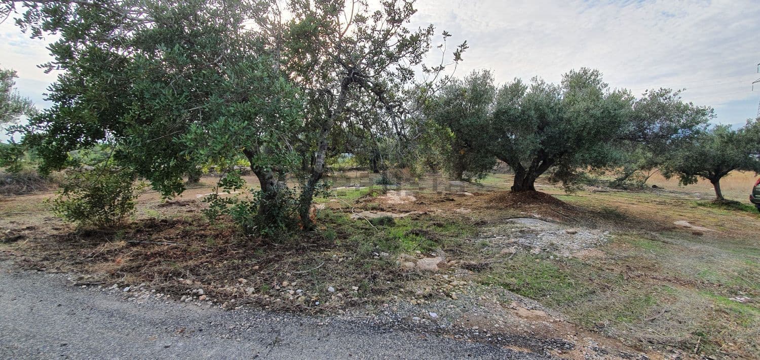 Olivos a la orilla del camino