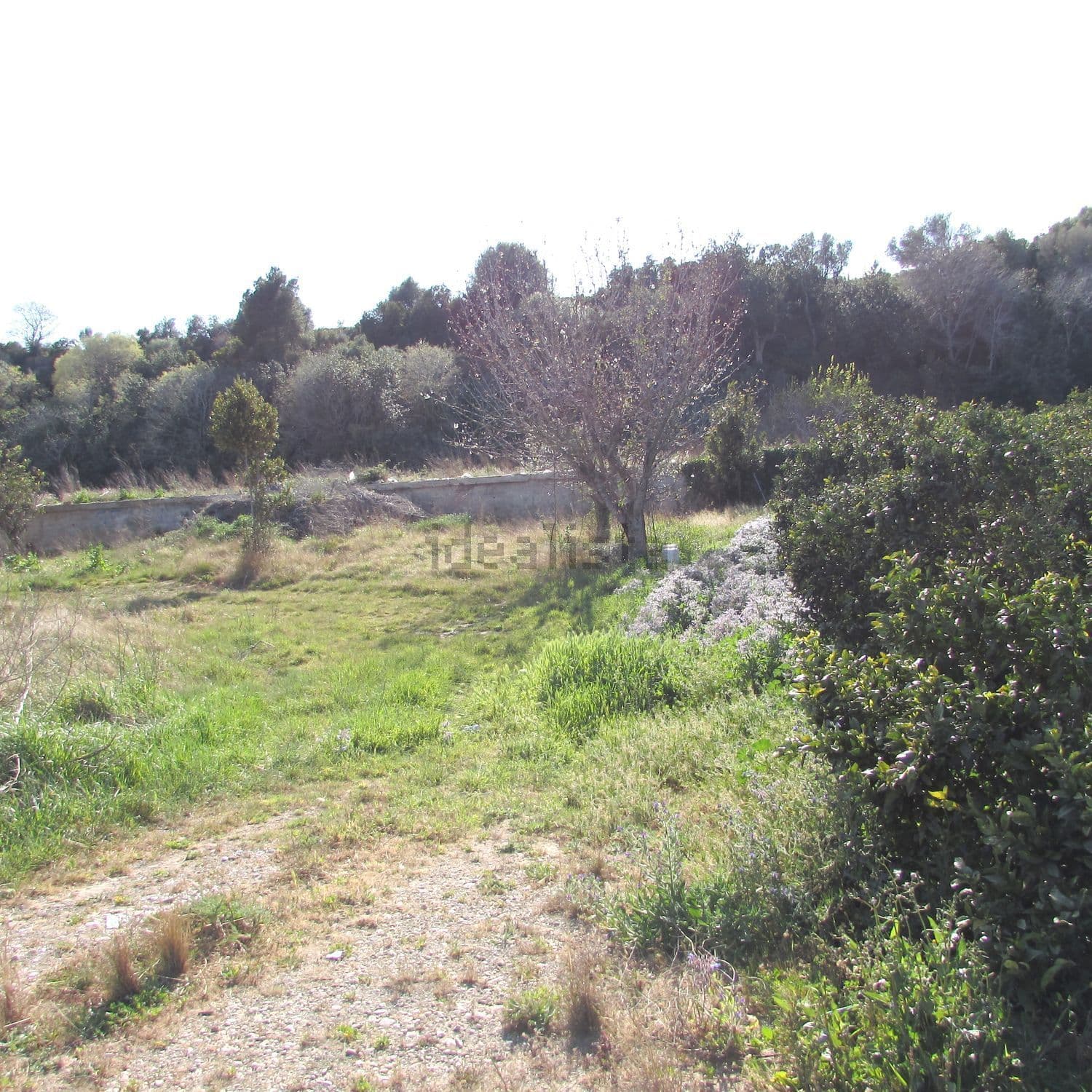 Terreno con hierba y arbustos junto a un camino
