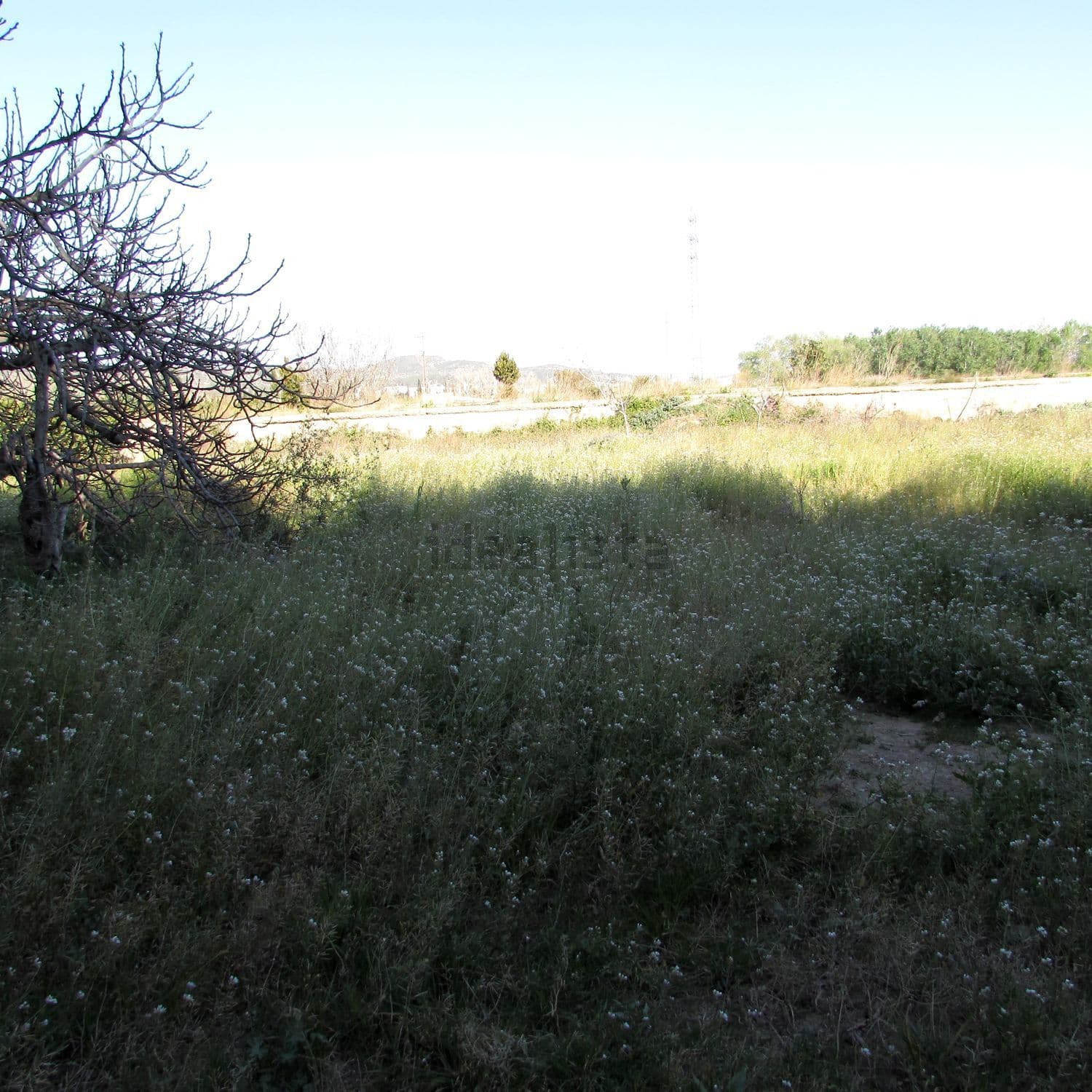 Terreno de hierba con un árbol seco