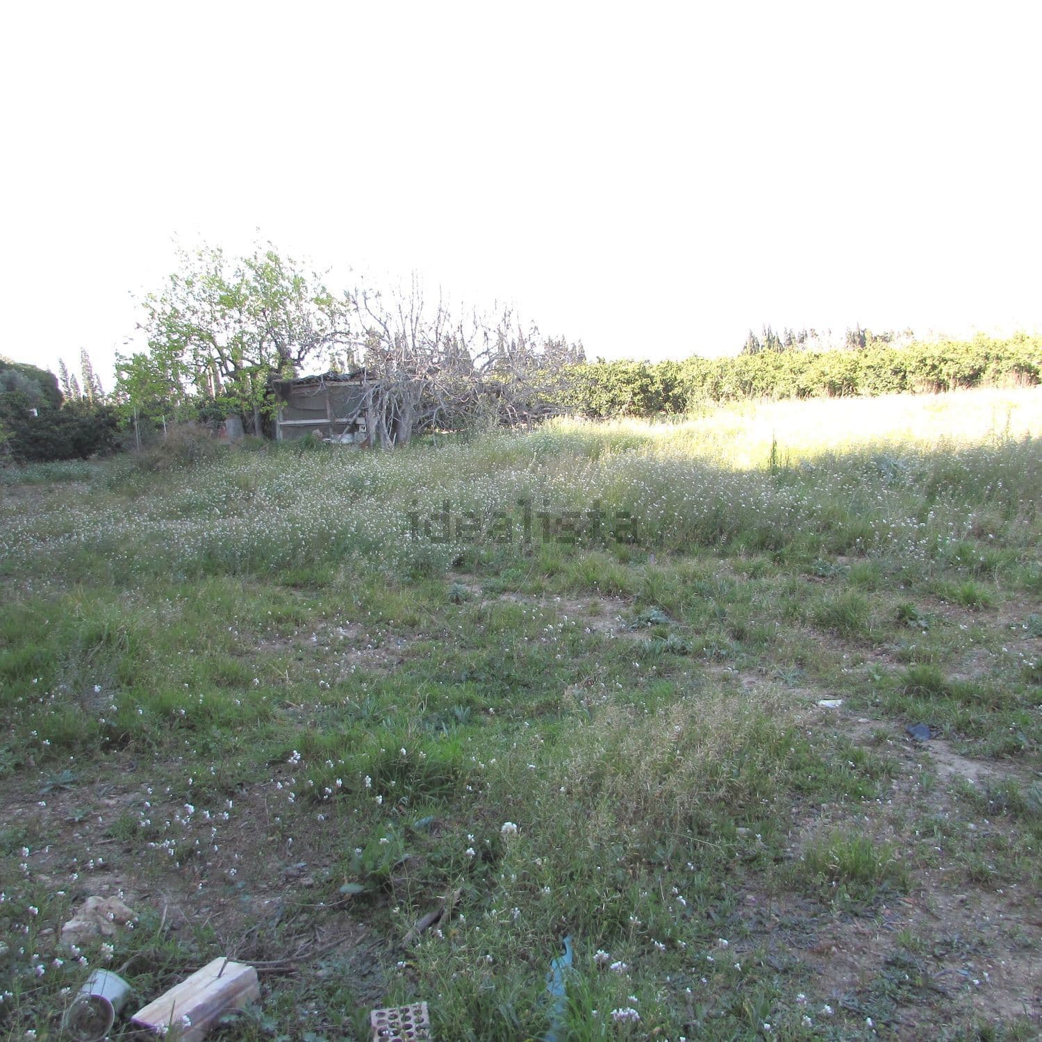 Terreno con hierba y vegetación al fondo