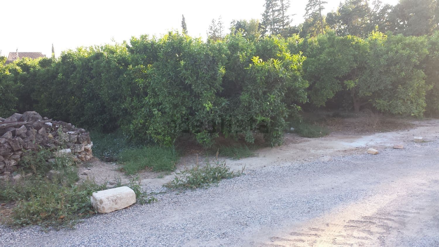 Camino junto al campo de cítricos