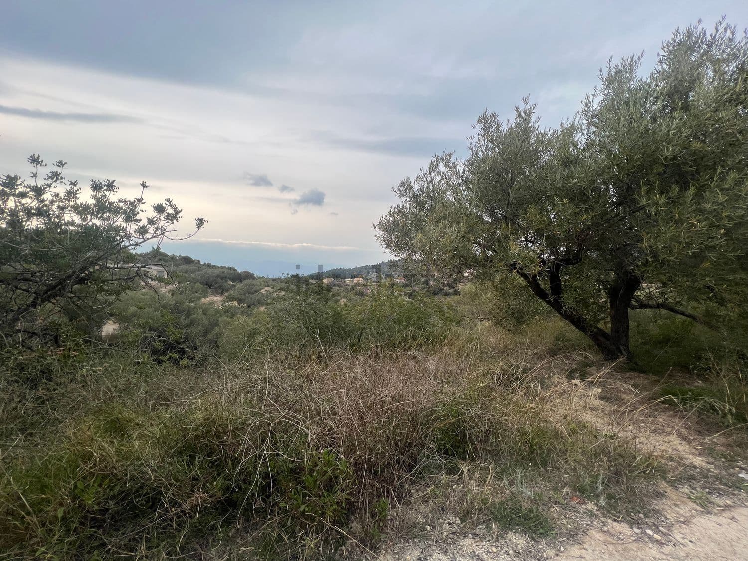 Olivo y monte bajo con vistas al valle