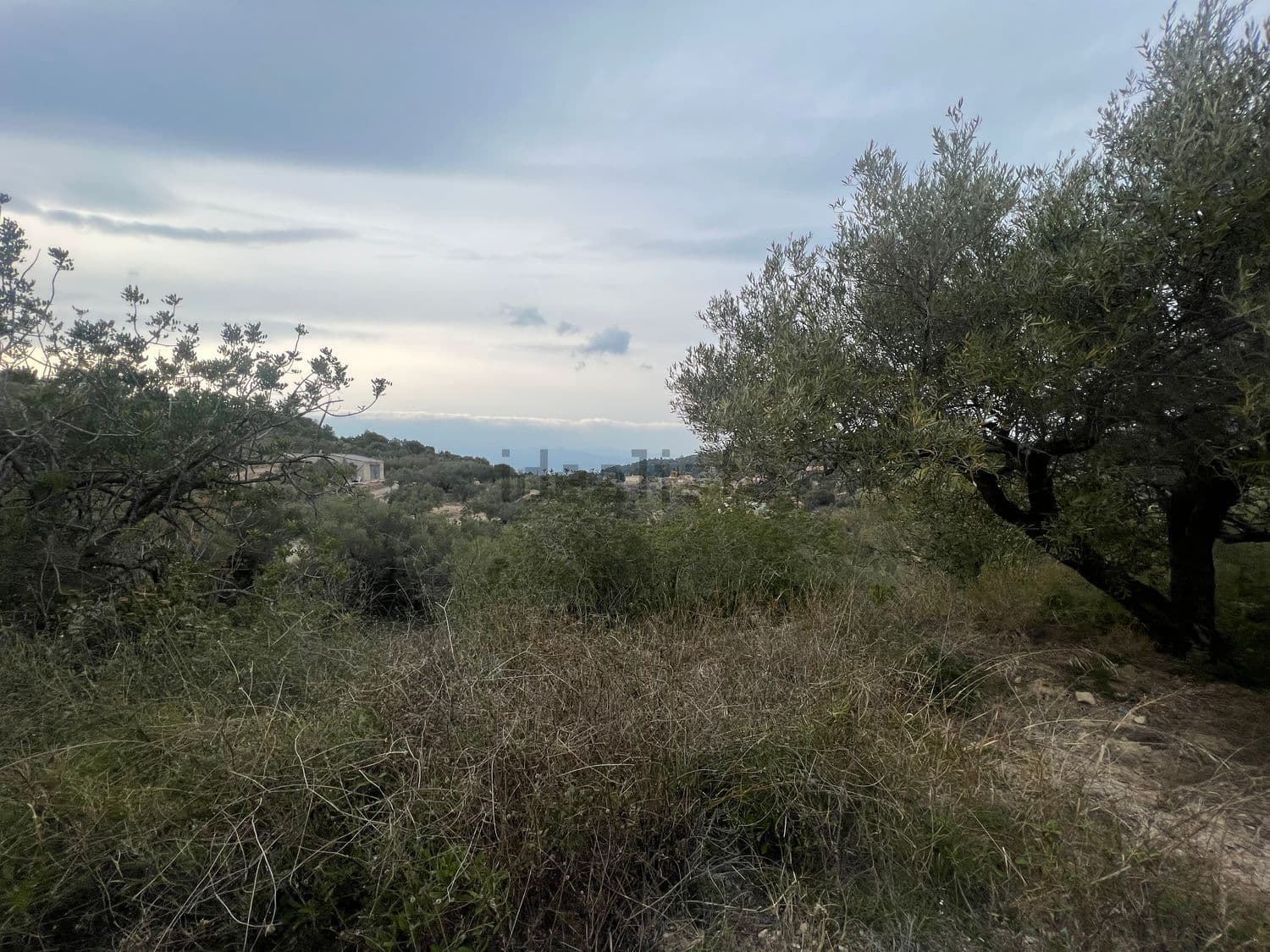 Olivo con vistas a las montañas