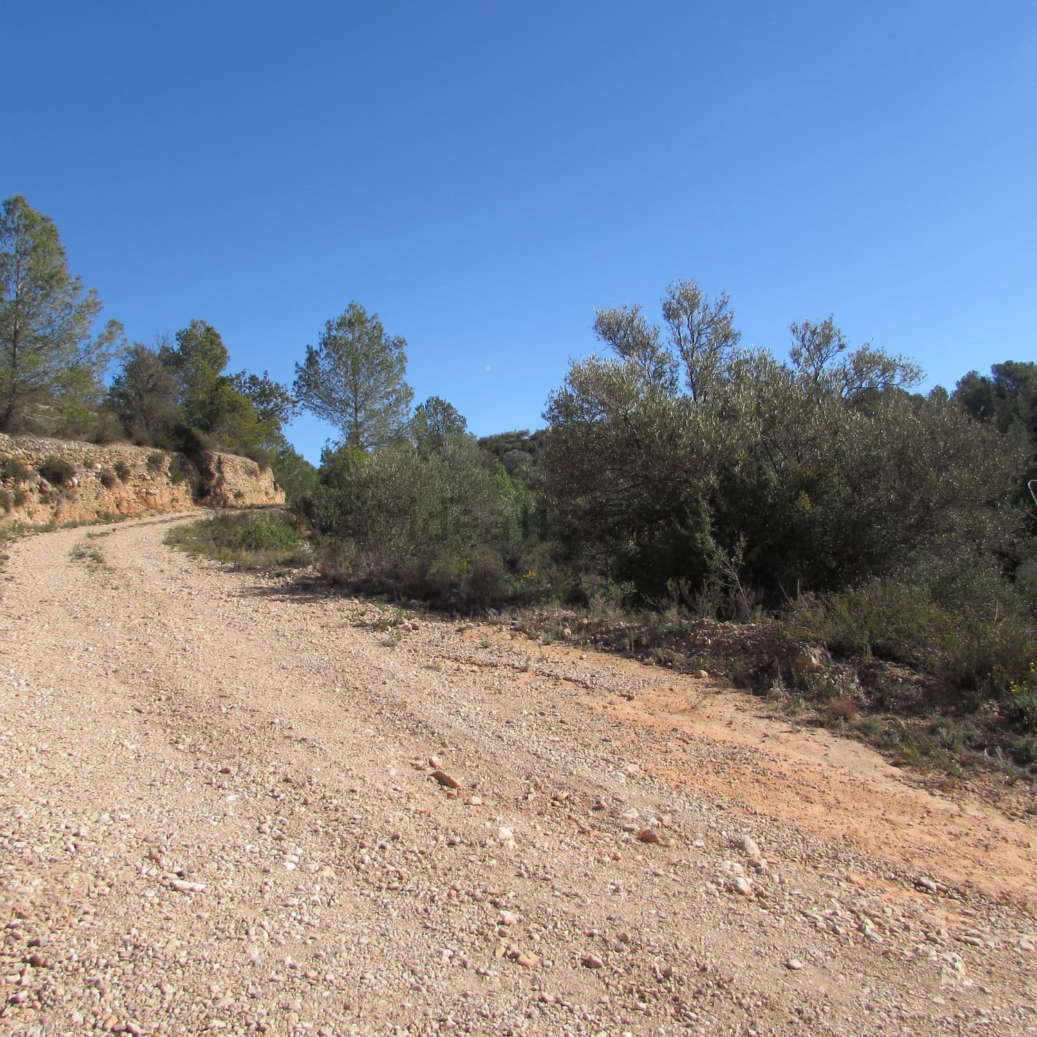 Camino de tierra entre pinos