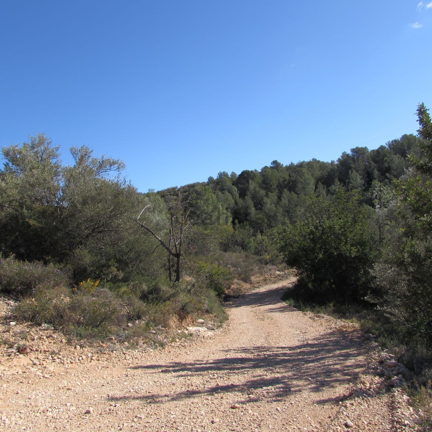 Camino interior entre monte bajo