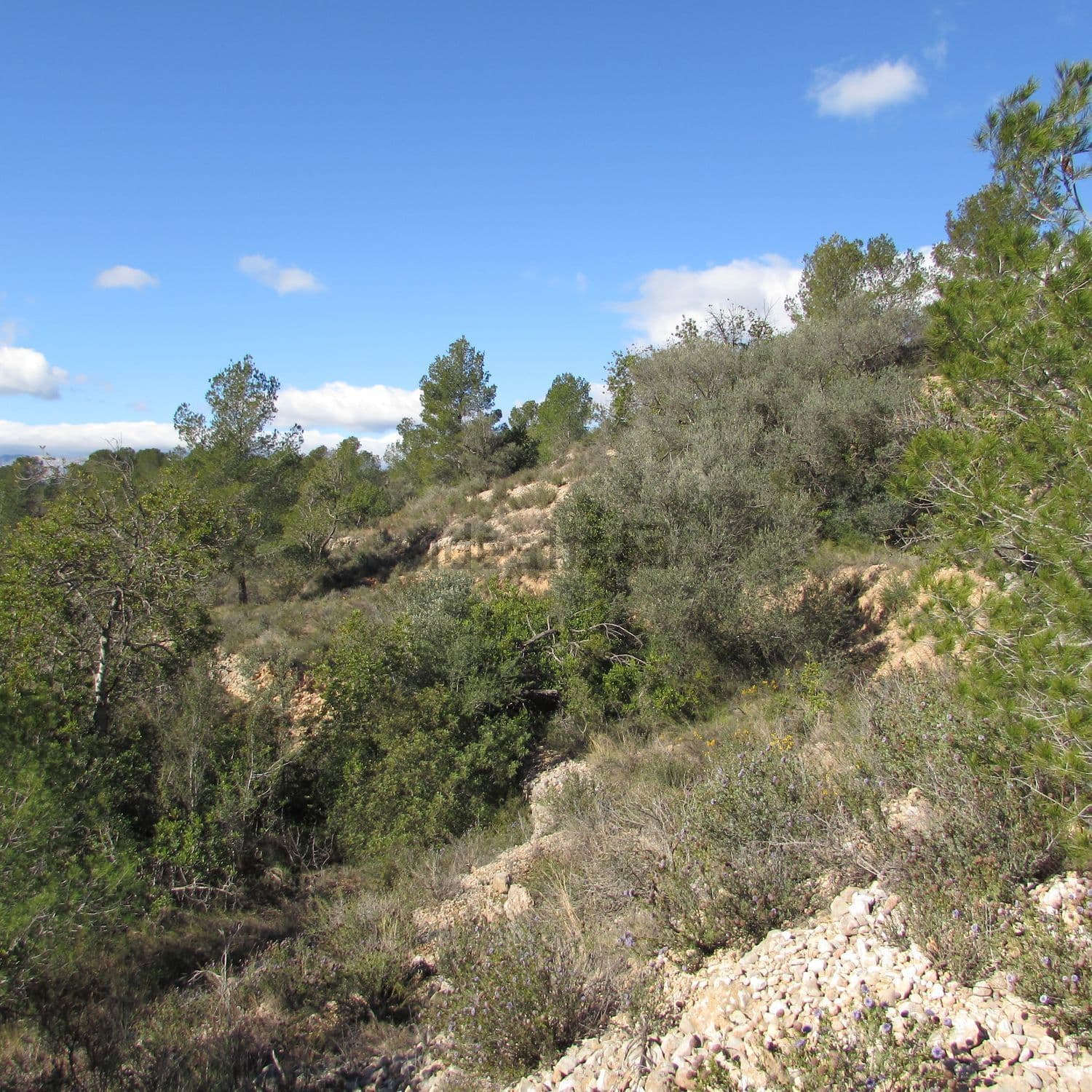 Ladera con pinos y monte bajo