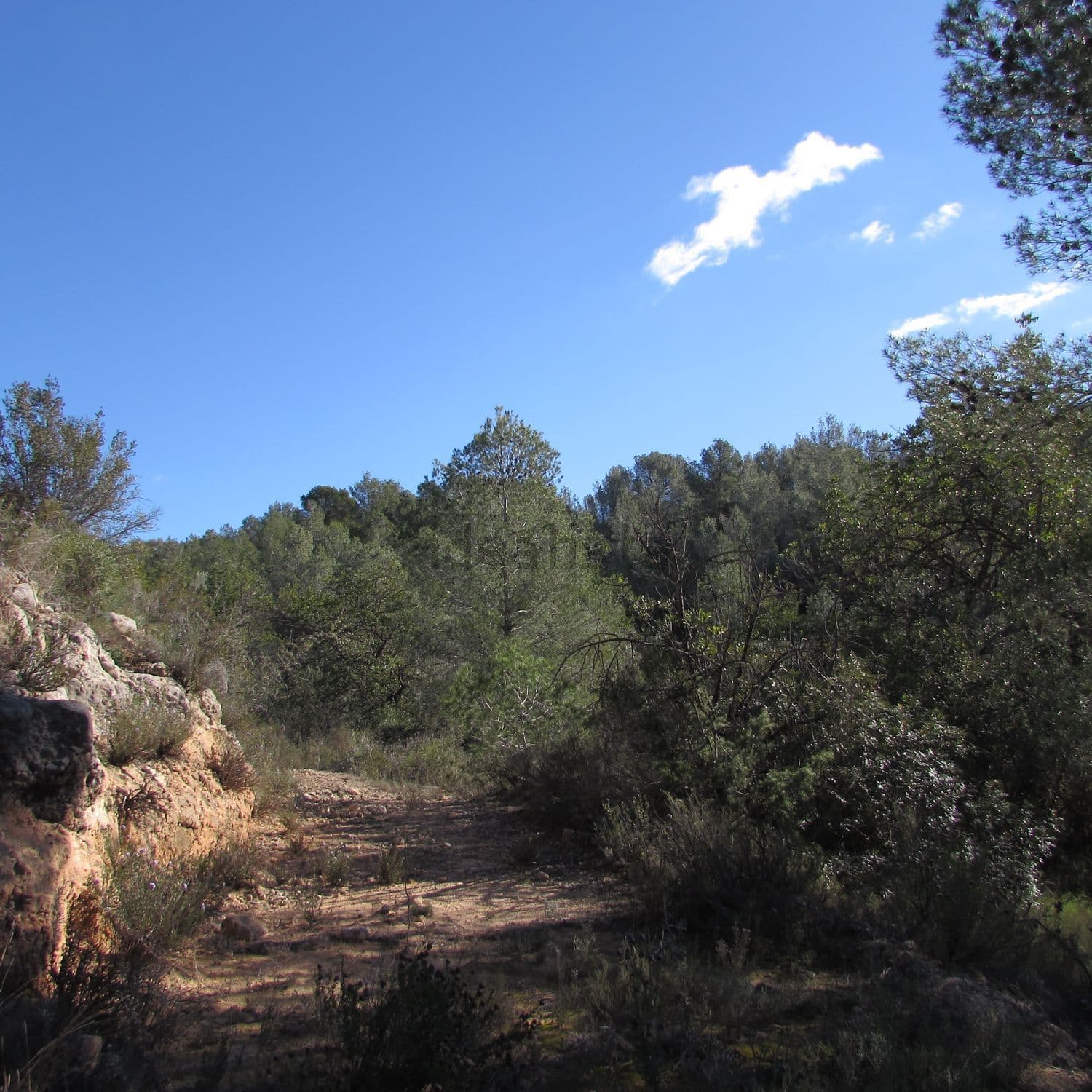 Sendero entre la vegetación