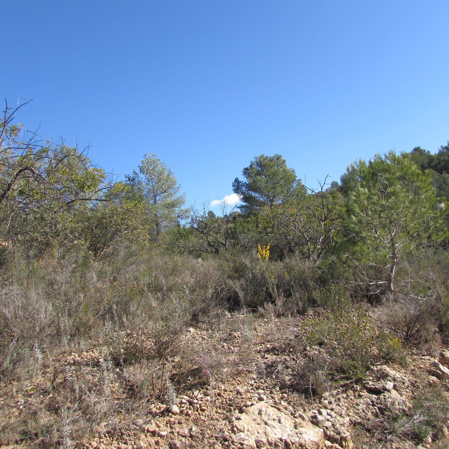 Monte bajo con pinos al fondo