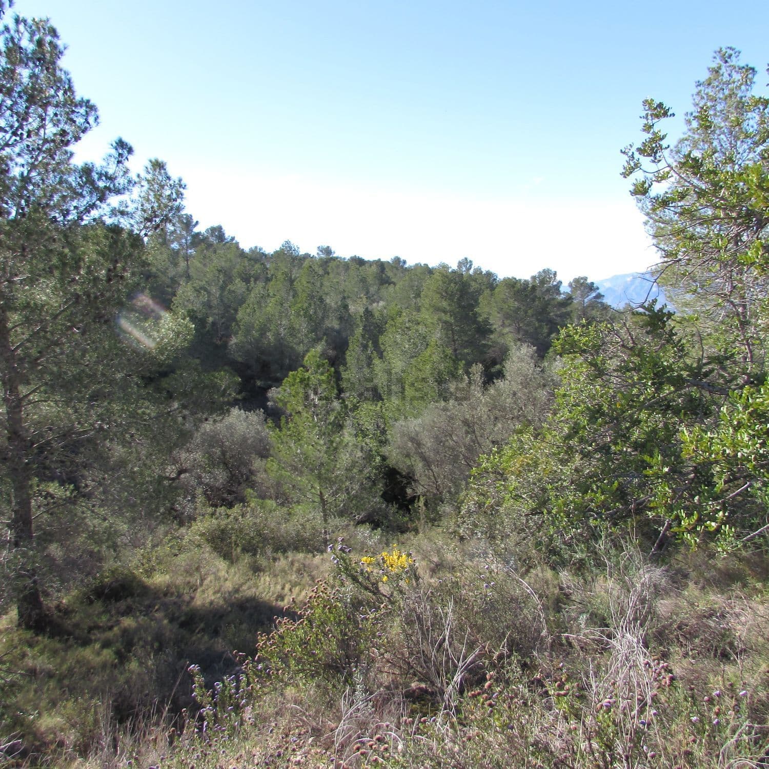 Vistas al pinar del valle