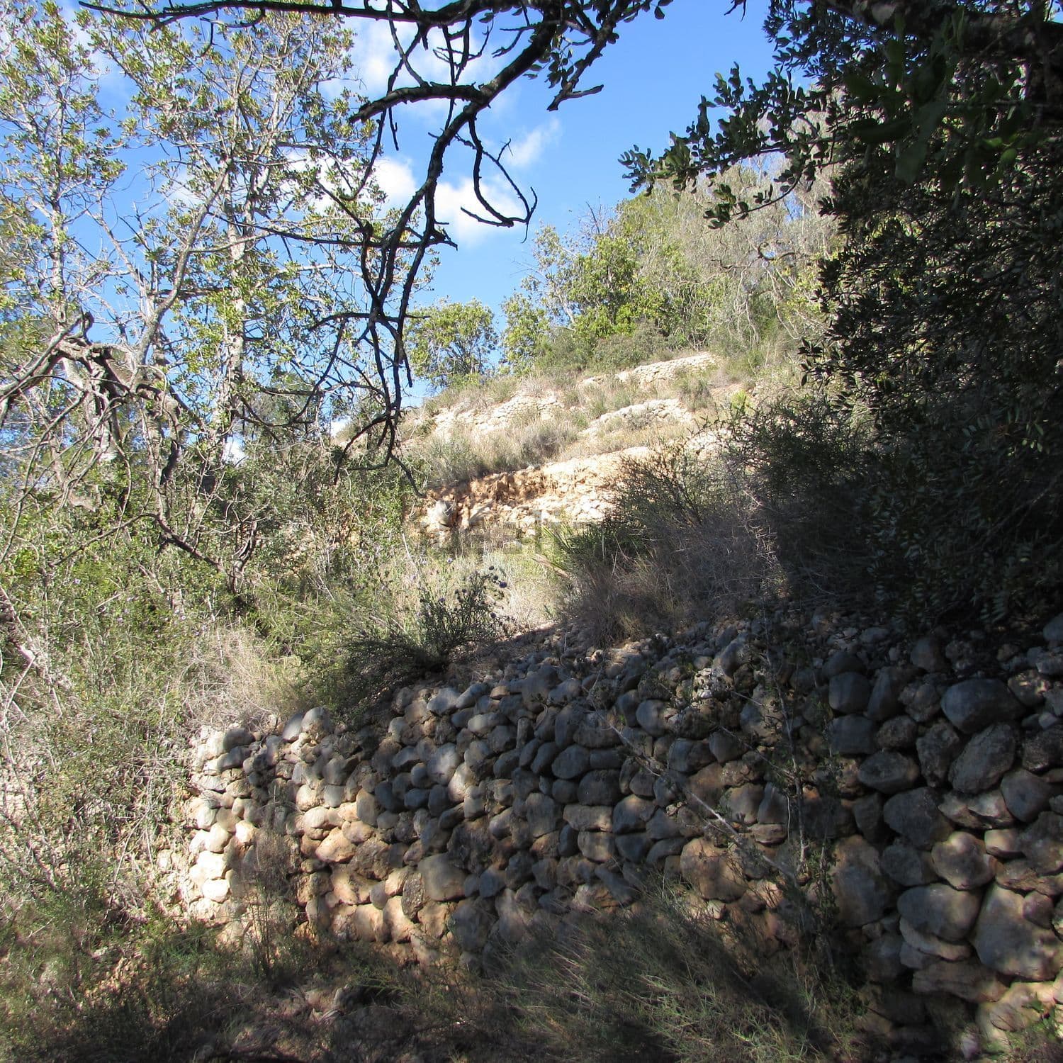 Bancal de piedra seca bajo los árboles
