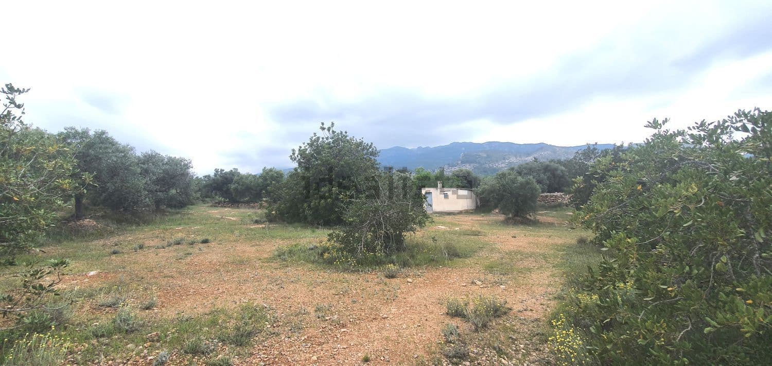 Terreno con olivos y la casa al fondo