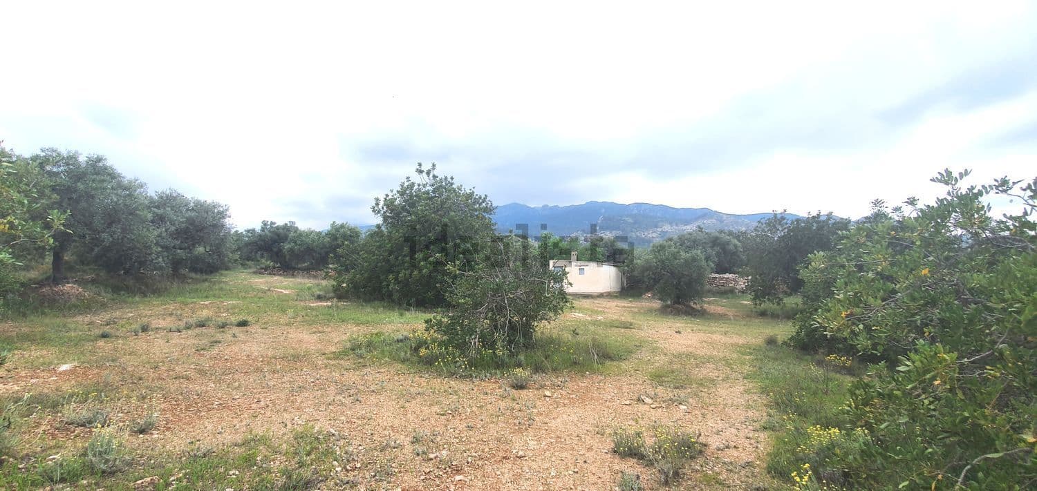 Olivar con montañas y la casa al fondo