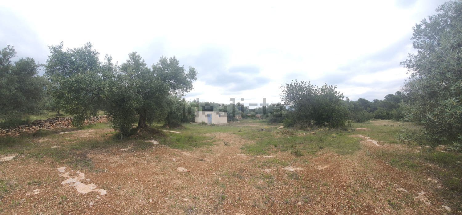Olivar de tierra rojiza con la casa al fondo