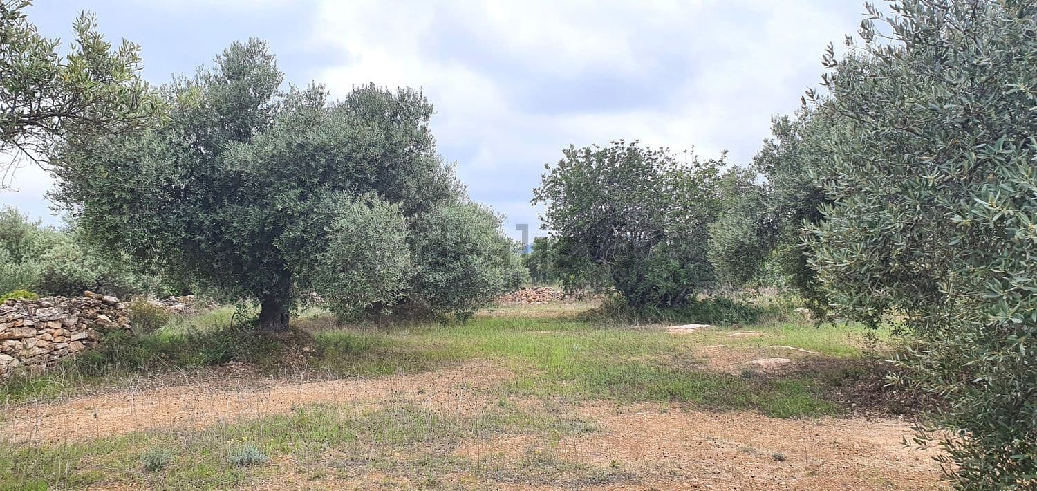 Olivos y margen de piedra seca