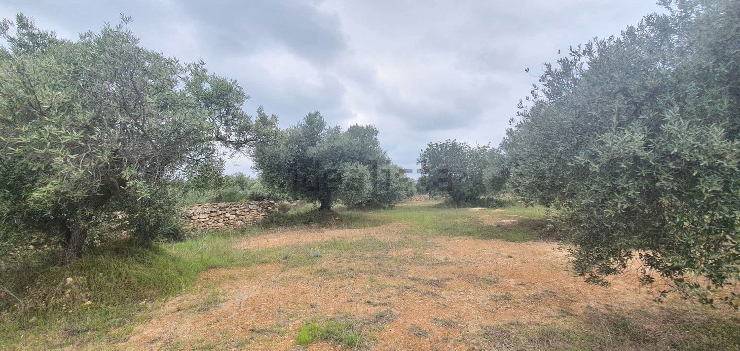 Olivar con camino de tierra