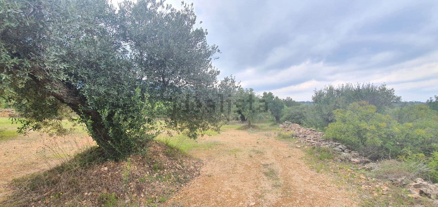 Olivo junto al camino de tierra