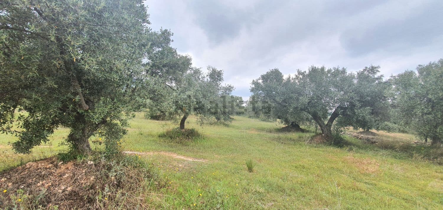 Olivar con hierba verde