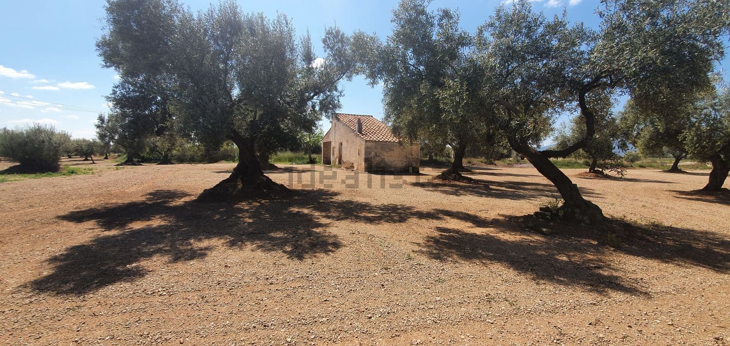 Olivos centenarios con la casa de campo al fondo