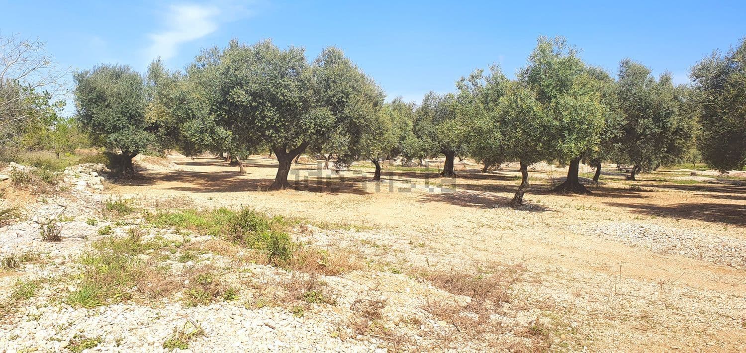Olivar sobre terreno llano de tierra clara