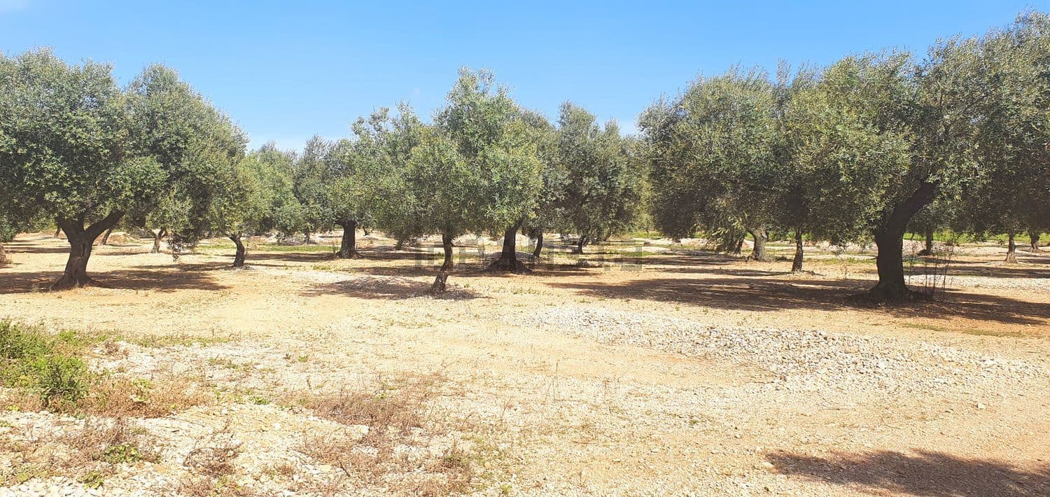 Hileras de olivos en la finca