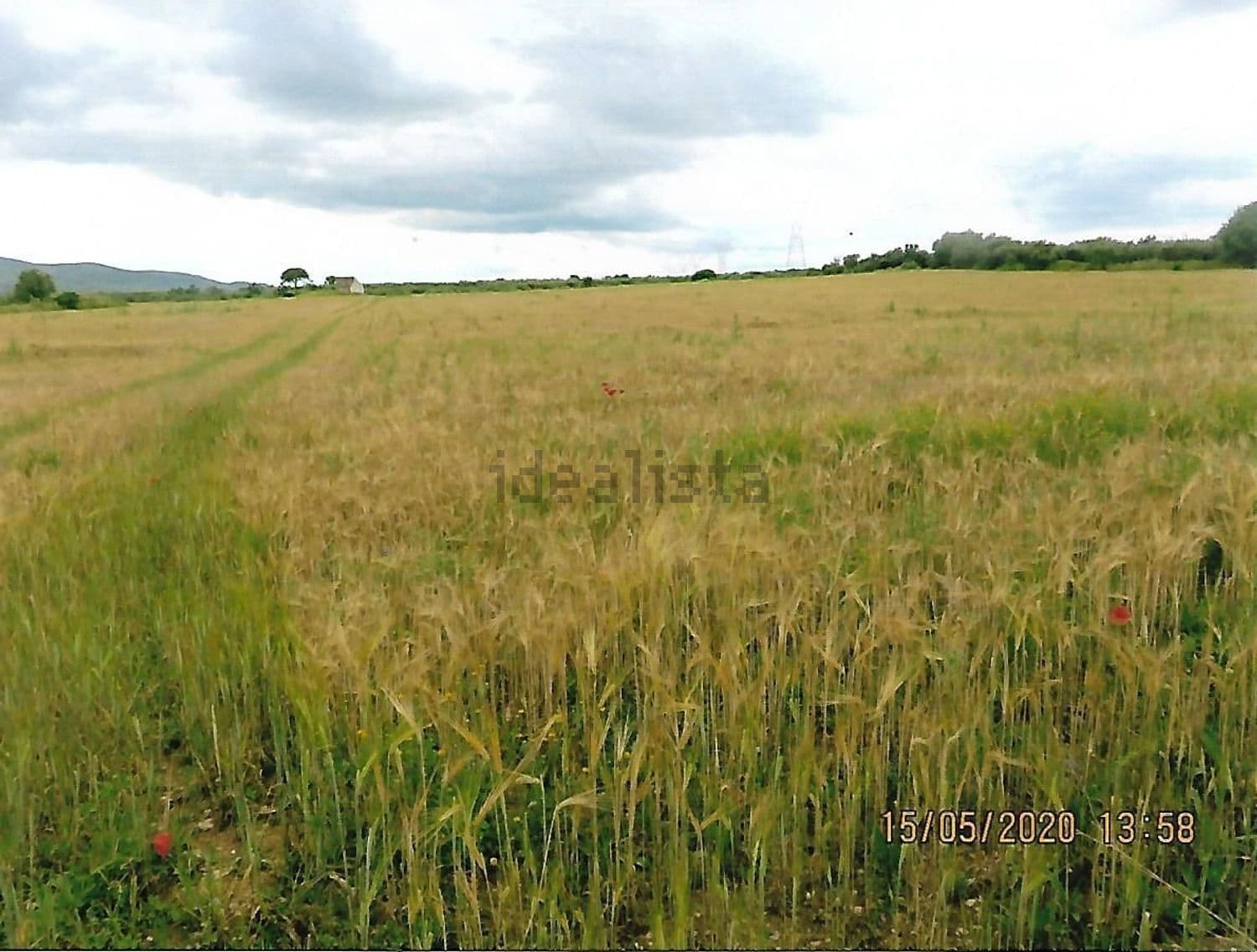 Cebada madura en la finca con colinas al fondo