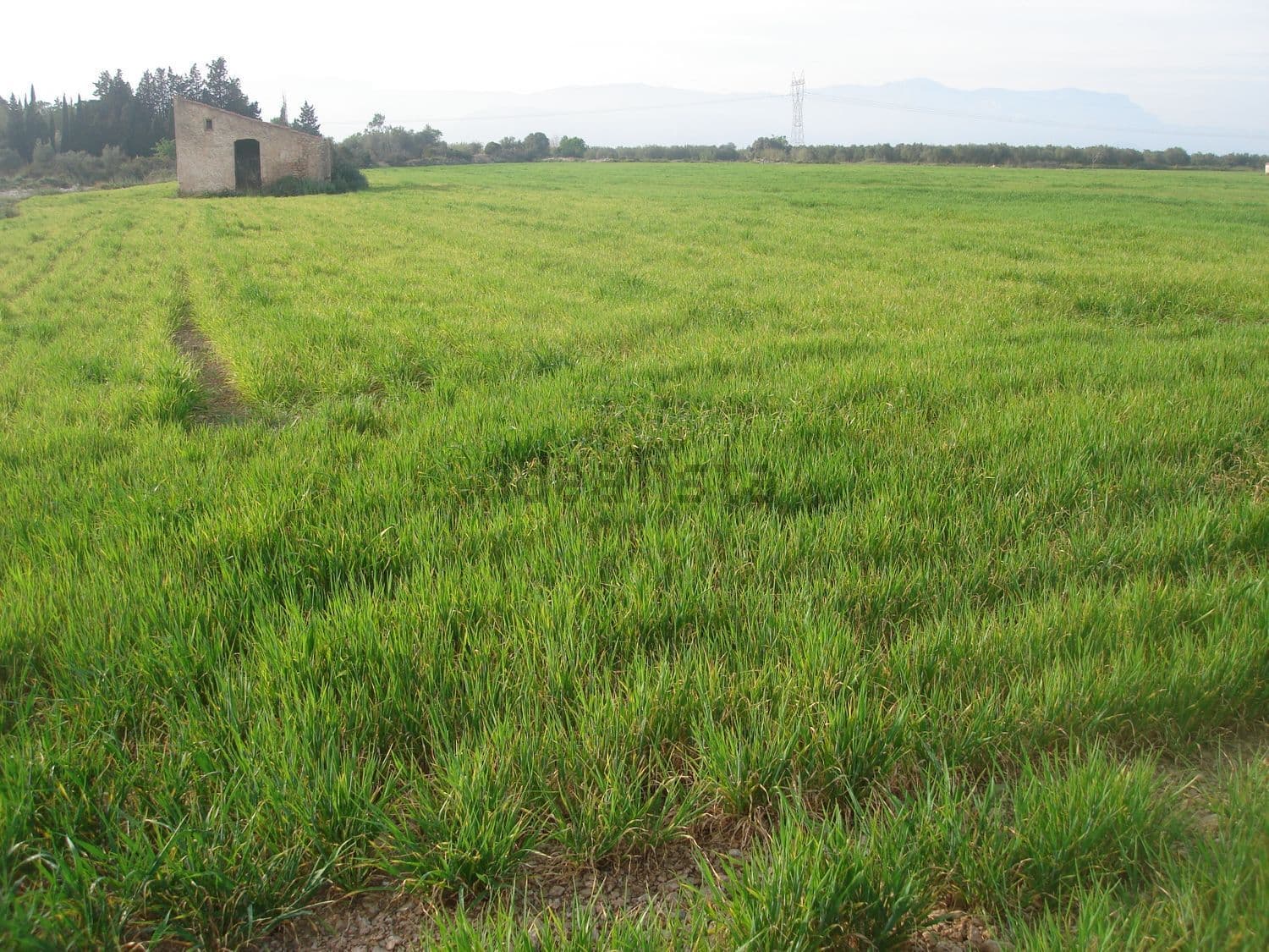 Campo verde de cereal con la casa de campo al fondo